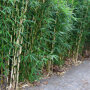 Fargesia nitida 'Great Wall' als haag